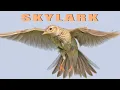 Download Lagu Bird sounds - Skylark chirping