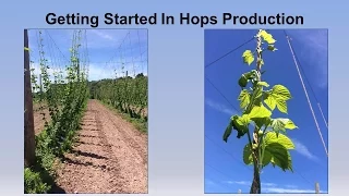 Download Getting Started in Hops Production MP3