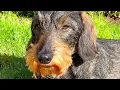 Lagu Dachshund Teddy Saves the Day ❤️