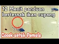 Download Lagu 12 MENIT BERTERNAK IKAN CUPANG PEMULA LANGSUNG BISA