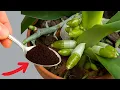 Download Lagu 200 keer sterker dan knoflook! De zwakste orchidee wordt direct sterk en bloeit.