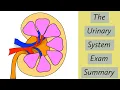 The Urinary System and Urine Formation-Leaving Cert Exam Summary