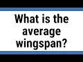 What is the average wingspan