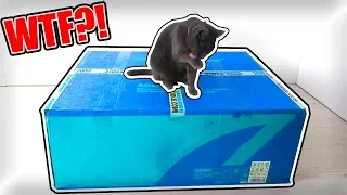 MOJA MAČKA DOSTALA VEĽKÝ BALÍK! | Mačka Jackie