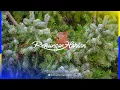 Download Lagu KASIH YANG TIDAK MUNAFIK | Renungan Harian® (Audio)