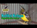 Download Lagu KOLIBRI KELAPA NGRIWIK TELER COCOK BUAT PANCINGAN WICEH BAHAN AGAR CEPAT GACOR
