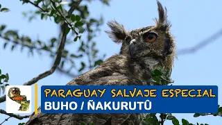 Paraguay Salvaje Especial: Buho