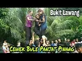 Download Lagu Ngakak! Bule Cantik Panjat Pinang 17 Agustus 2019 Di Bukit Lawang | Greasy Pole Climbing Contest