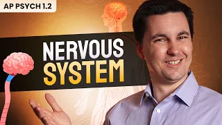 Overview of the Nervous System AP Psychology Review Unit 1 Topic 2