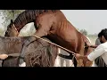 Lagu Beautiful horse power supply breeding 