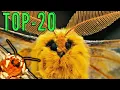 Lagu Top 20 MOTHS You MUST SEE!!