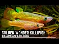 Download Lagu Golden Wonder Panchax / Killifish - Breeding and Care Guide