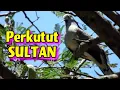 Download Lagu JUTAAN Orang Ingin Punya Perkutut Lokal INI !!