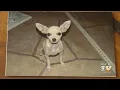 Owners Upset After Being Charged For Pet Wellness Plan After Animal Death