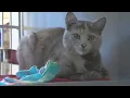Cedar Rapids Animal Care and Control offers spring adoption fee special