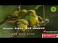 Download Lagu Suara pikat Mp3 anakan \u0026  Indukan Burung Sirtu~Suara Anak burung cipoh terbaik