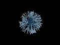 FLUFFY - Rhino Grasshopper recursive algorithm