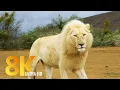 Download Lagu Sanbona Wildlife Reserve - 8K Wildlife Film - Amazing Animals \u0026 Nature of South Africa + Music