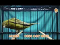 Download Lagu BAHAN BREDING F2RASMI, BETINA SIAPAN F1YS, F1RASMI  !!!   MONGGO DI GAS BOS Q