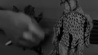 رابح صقر   انانيه  رابحيات  عود دندنها