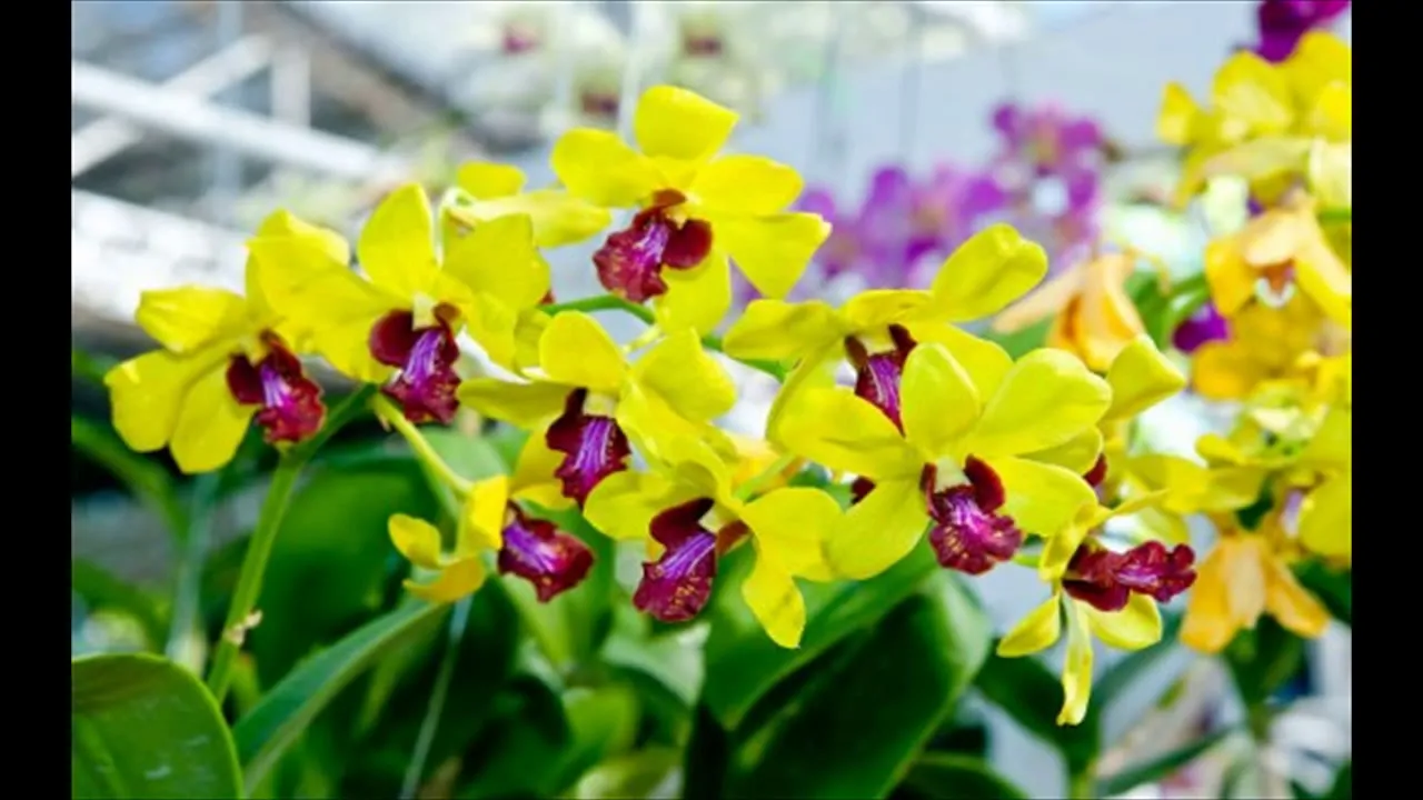 COMO CUIDAR DE ORQUIDIA, COMO CUIDAR DE ORQUIDEAS PHALAENOPSIS