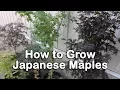 All About Japanese Maples - Weeping and Upright Varieties Heights Leaf Color Information