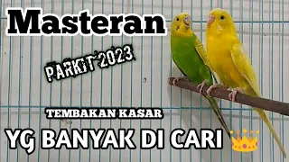 Download masteran parkit gacor nembak  panjang pas buat masteran MP3