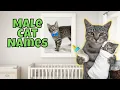 25 Rare Male Cat Names You ll LOVE