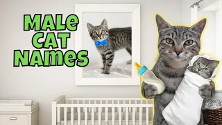 25 Rare Male Cat Names You ll LOVE