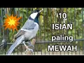 Download Lagu 10 suara burung gelatik batu gacor paling MEWAH