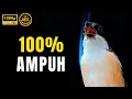 Download Lagu SUARA CENDET GACOR DOR FULL ISIAN TEMBAKAN COCOK BUAT MASTERAN 100% AMPUHHHHHH