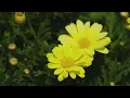 Honeymoon Acres