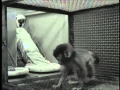 Harlow s Studies on Dependency in Monkeys