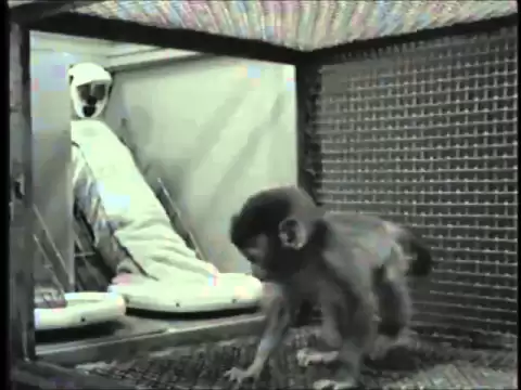 Download MP3 Harlow's Studies on Dependency in Monkeys