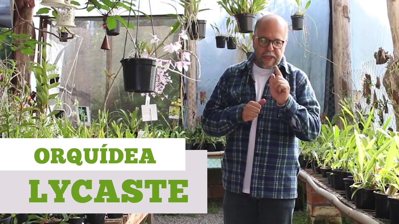 COMO CUIDAR DE ORQUIDEA LYCASTE
