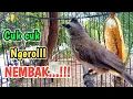 Lagu TRUCUKAN GACOR ... suara cok cok cok ngerol panjang PANCINGAN burung trucukan agar cepat bunyi
