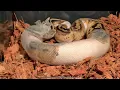 ball python Shedding time lapse
