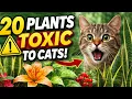 20 Plants That Are Toxic to Cats ASPCA Verified Every Cat Owner Must Know