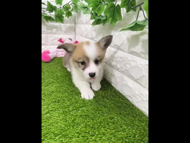 動画