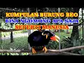Download Lagu kumpulan burung beo pintar bicara bisa ngomong apa saja dan menirukan suara manusia