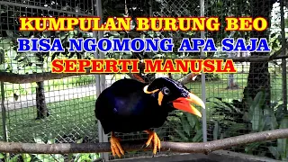 kumpulan burung beo pintar bicara bisa ngomong apa saja dan menirukan suara manusia