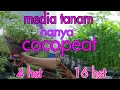 Lagu Cara menanam kangkung dengan  media tanam  cocopeat di galon  bekas, bebas penyiraman