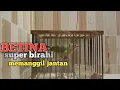 Download Lagu pleci betina birahi memanggil jantan sangat ampuh