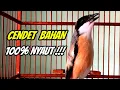 Download Lagu CENDET GACOR FULL ISIAN ❗️ MASTERAN CENDET GACOR SUARA 100% AMPUH BUAT MASTERAN KICAU