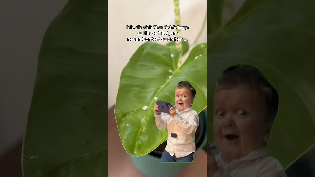 Schädlinge 🤝 Neuer Content#schädlingsbekämpfung #wollläuse #content #pflanzenschädlinge