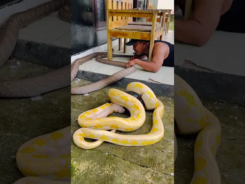 King cobra badai and python jumbo  #mandapetualang #ularbesar #snake #kingcobra #reptiles #monster