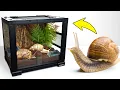 Download Lagu Giant Snail Garry is Exploring His New Cool Terrarium House!