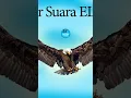 Download Lagu suara elang subscribe