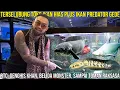 Download Lagu TERSELUBUNG TOKO IKAN HIAS PLUS IKAN PREDATOR GEDE | RTC, GENGHIS KHAN, BELIDA, SAMPAI TOMAN RAKSASA