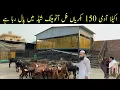 Download Lagu Goat Farming Business Idea | Full Automatic Double Story Shed ll JD Goat Farm Lahore #goat #farming 